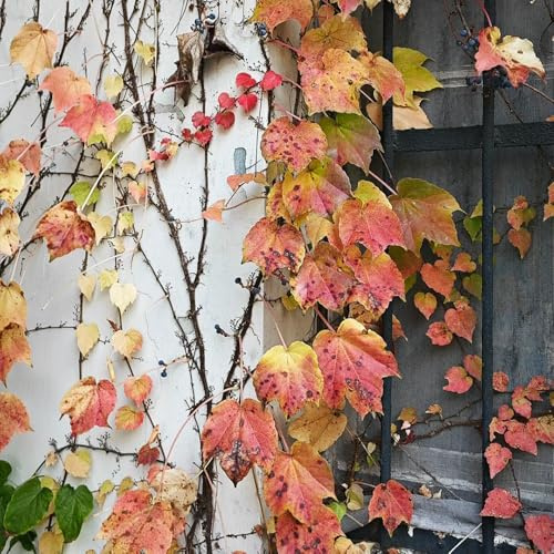 vite vergine - parthenocissus tricuspidata prodotti sostenibili con 120semi