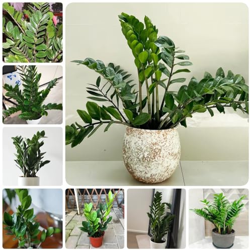 Semi di piume portafortuna, semi di Zamioculcas zamiifolia, Le sempreverdi sono resistenti da appartamento biologici 50pcs