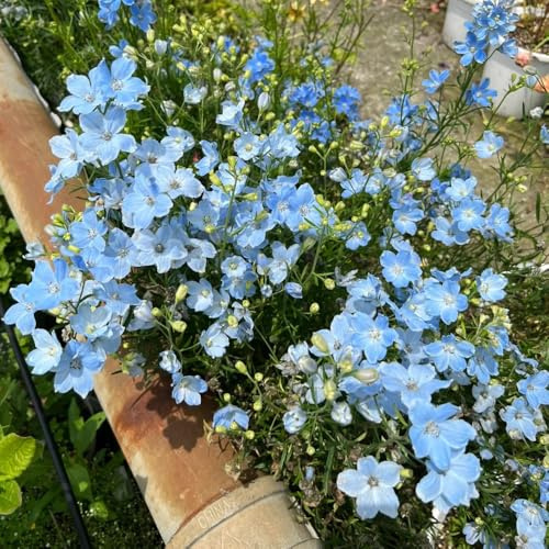rittersporn, delphinium wohnzimmer deko, alte sorten bodendecker winterhart mehrjährig wildblumen balkonblumen 250samen