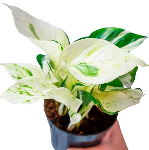 Potho Variegata Natural Planta de Interior con Belleza Exótica y Mantenimiento Simple