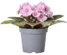 DECOALIVE Violeta Africana y Violeta de África Saintpaulia Ionantha Maceta Ø 12 cm Altura 20 cm