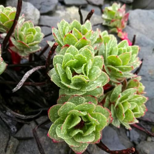 sedum semillas resistentes resistentes para exterior, semillas de Resistente al suelo decorativas de jardín decoración 550pcs