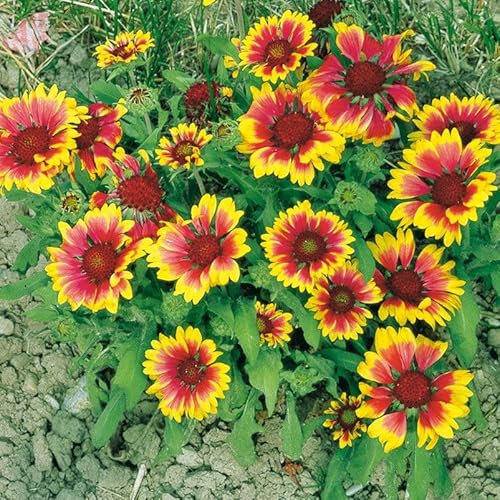 Bio Kokardenblume 'Kobold', gelb-rot, Topf 11x11 cm, 3 Pflanzen