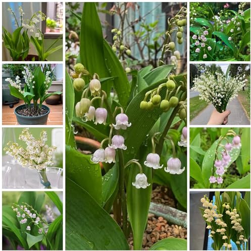 15bulbos, lirio de los valles, verano de silvestres, primavera de lirio de los valles, decorativas, reales