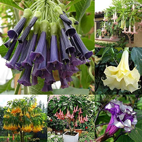 Portal Cool Seeds Package: 15: 100 Unids/Bolsa Brugmansia Seas Maceta Bonsai Trompetas Ãngel Flor Txcl 03