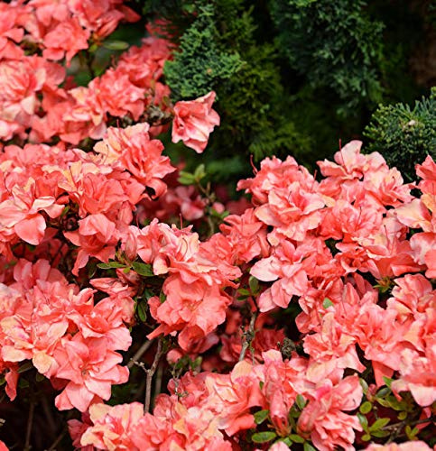 Japanische Azalee Cherie 15-20cm - Rhododendron obtusum - Zwerg Alpenrose - lebende Gartenpflanze aus den Baumschulen