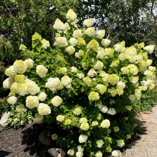 Lime Hydrangea Live Hydrangea Plant, White Flower Plant for Outdoor Planting, Approx 6-10 Inch Tall in 2.5 Inch Pot