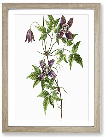 Alpine Clematis Flowers By Pierre Joseph Redoute Vintage Framed Print | A3 Oak Framed Wall Art | Ready to Hang | Classic Floral Picture | Living Room Bedroom Lounge Office