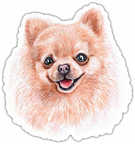 Samunshi® Pomeranian Spitz Aufkleber Autoaufkleber für Motorrad Fahrrad Roller oder Auto Sticker Fahrrad Mtb Mountainbike Rennrad Hund Dog Dogo 10cm Pomeranian Spitz
