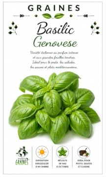 400 graines basilic grand vert - Ocimum basilicum genovese - basilic doux - basilic commun