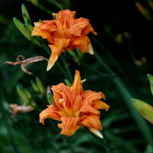Semi di daylily, Hemerocallis fulva, perenni resistenti agli emerocallidi, fiordaliso, giardino da balcone 500pcs
