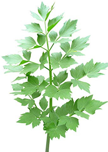 Liebstöckel, Maggikraut -Levisticum officinale- 50 Samen