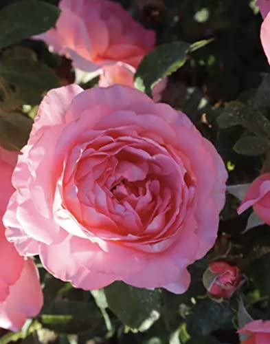 'Lovely Lady' Rose - Rich Pink Shapely Blooms - Gorgeous Hybrid Tea Rose - Potted Rose 4 Litre