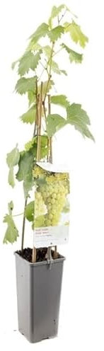 Parra de Uva Blanca de Vitis Vinifera: Disfruta de Uvas Blancas con esta Parra Natural