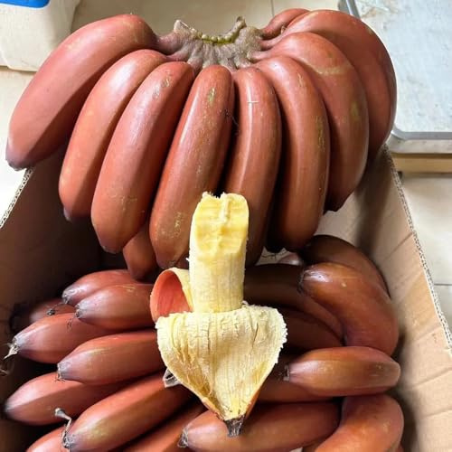bananen, bananenbaum - baumsamen gartendeko für draußen bananensamen hochbeet bonsaibaum obstbäume bonsai spalierobst hecken sträucher deko wohnzimmer bio obstbäume kaufen topfpflanzen 160samen