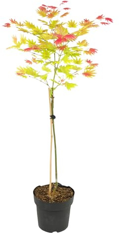 Plant in a Box - Acer palmatum 'Moonrise' - Japanischer Ahorn Baum Winterhart - Wunderschöne Farben - Topf 19cm - Höhe 80-90cm