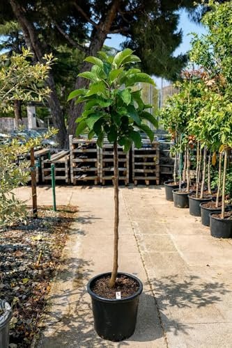 Manzano Fuji – Malus domestica | Árbol frutal en maceta 10 L | Altura mínima 140 cm