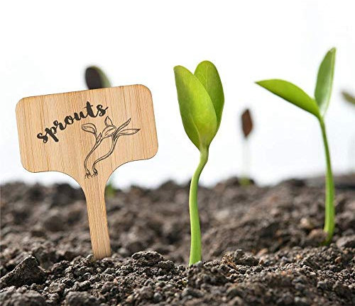 50pcs T-Typ Bambuspflanze Etiketten Umweltfreundlich Holzpflanzenschild Schlagwörter Garten Marker for Saatgut Topf Kräuter Blumen Werkzeuge