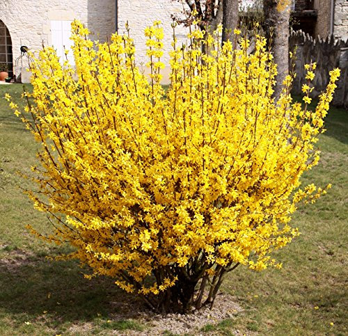 3X Garden Shrub Plants, Forsythia Bright Yellow Spring Flower, Hardy Outdoor Garden Plants