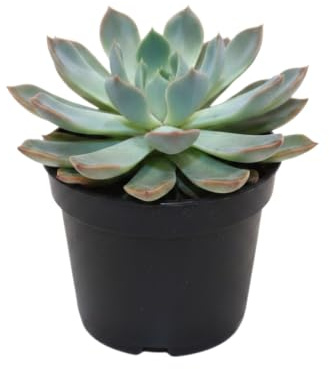 DECOALIVE Echeveria Pulidonis Rosa de Alabastro en Maceta de 10 cm | Planta Suculenta Fácil de Cuidar 10-15 cm para Interior