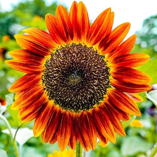 PREMIER SEEDS DIRECT - Sunflower - RED Sun - 140 Finest Seeds