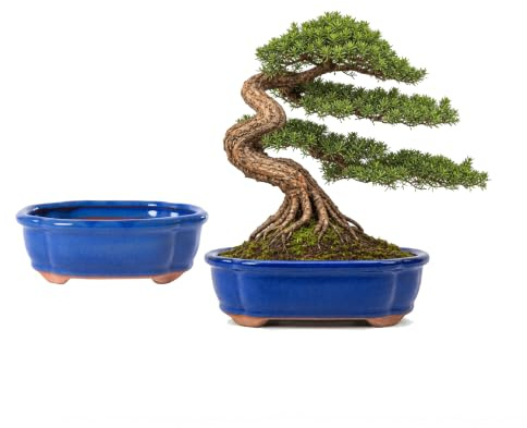 Jinfa 2er Set Bonsai Schalen Keramik (oval, 15 x 11,5 x 5,5 cm) – Blau-Glasur – Mit Drainageloch & Gitter – Handgefertigte Bonsaitöpfe für Zimmerbonsai & Sukkulenten – Frostfest & dekorativ