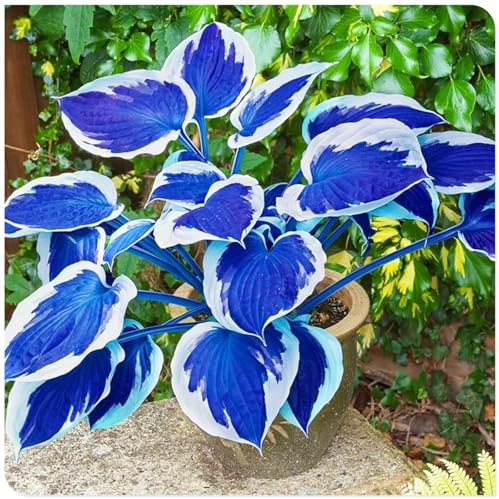 Rhizome hosta/Bulbi di hosta perenni-Facili da curare/Giardini/Balconi/Profumati-4 Rhizome-D
