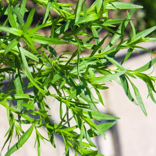 Semi di dragoncello, rare resistenti per il giardino acquistare di dragoncello giardino prodotti sostenibili esotiche 150pcs