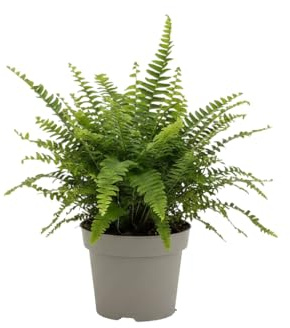 DECOALIVE Helecho de Boston Nephrolepis Exaltata Maceta de 12 Centímetros Planta de Interior Natural para Salón y Oficina