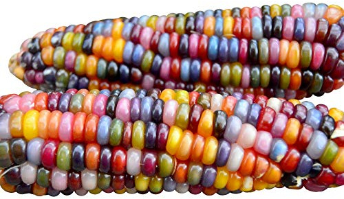 100 Glass Gem Corn Seeds Non-GMO Popcorn Delicious Jewel-Toned Glass-Like Kernels Grown in USA Rare Ornamental and Edible HARLEY SEEDS Zea mays