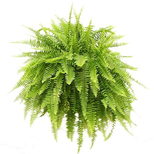 Helecho Colgador XXL Natural Planta Colgante en Maceta de 20cm