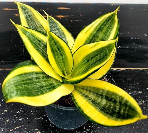POWERS TO FLOWERS - SANSEVERIA TRIFASCIATA GOLDEN HAHNII, vaso 11cm diametro, piante vere