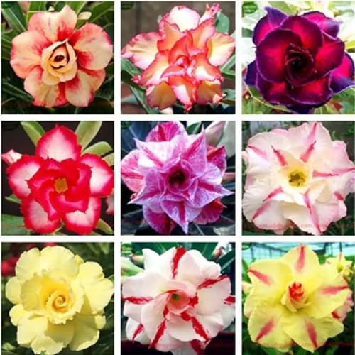 Adenium obesum bulbi,Piante perenni,Tagliare,Rosa del Deserto pianta vera,Adenium obesum,resistenti al freddo,bulbi rosa del deserto(non artificiali)- 2tuberi-E