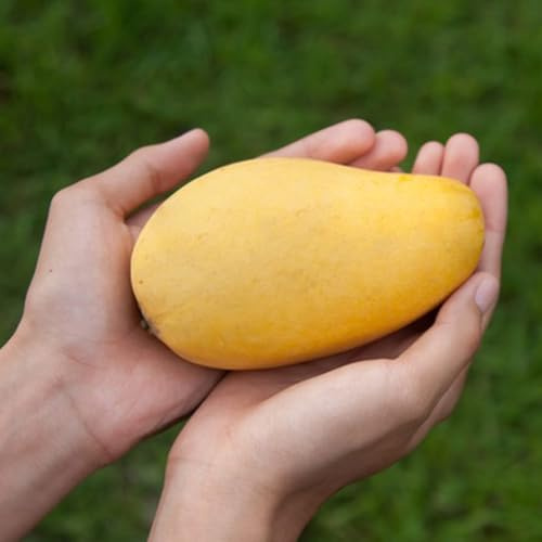 Semi di mango, da giardino roccioso da piantare, da nani resistenti per luoghi soleggiati resistenti per il giardino 11pcs
