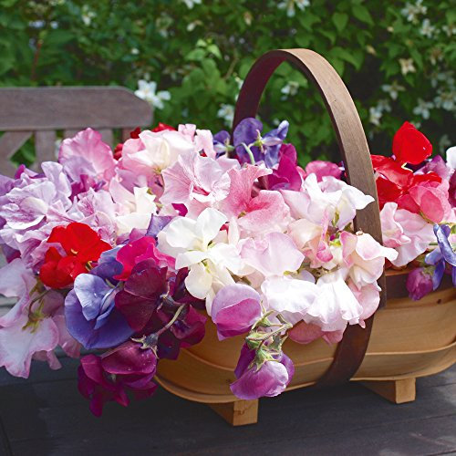 Sweet Pea Flower Seeds Colourful Scented for Garden & Allotment Produce Fragrantissima Varieties Approx 30 Seeds 1 x Finished Packet by Thompson & Morgan