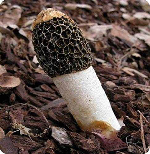 Portal Cool Semi Veselka Fallo Ordinaria Pilz Micelio Spawn Secchi Sporen Ucraina