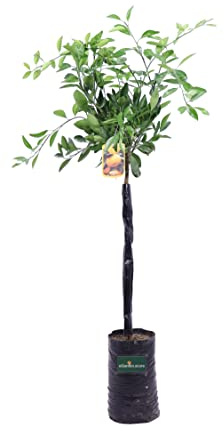pianta di mandarino Satsuma Miyagawa albero di agrume varietà Satsuma Miyagawa età 2 anni in fitocella pianta vera venduta da eGarden.store
