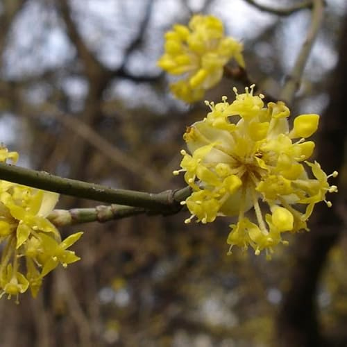 3 x Cornus Mas- Kornelkirsche 40-60 cm im Container - Blühende Eleganz und vibrierendes Laub
