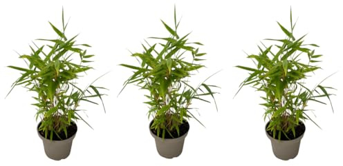 Plant in a Box - Schwarzer Bambus - 6er Set - Fargesia nitida 'Black Dragon' - Höhe 25-40cm - Topf 14cm - Immergrüner Bambus – winterhart & robust