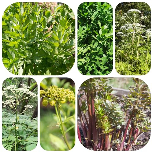 liebstöckelsamen, seltene gartenkräuter exotische zimmerpflanzen kübelpflanzen gewächshaus balkon indoor kräutergarten steingartenpflanzen balkonpflanzen alte sorten topfpflanzen 400pcs