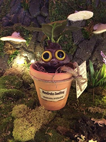 Mandrake Plant Seedling - Adorable Magical Root In A Small Terracotta Pot With Parchment Label And Care Instructions