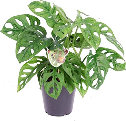 Monstera Obliqua| DECOALIVE | Planta Natural de Interior | Planta Viva para Decorar el Hogar