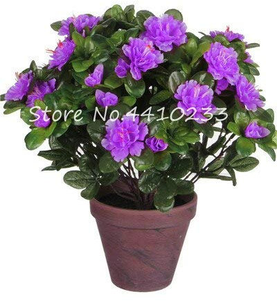 Kalash Neue 100 PC Rhododendron Azalee Blumensamen für Gartenarbeit Lila
