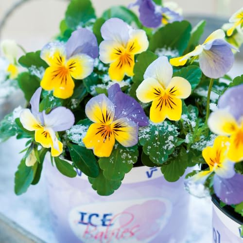 Viola 'Ice Babies Blue with Yellow'. 7cm Plant x 3. Winter flowering bedding plants for hanging baskets. Bedwen Plants Online Garden Centre.