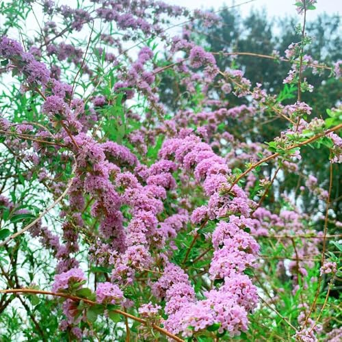 Semi di lillà farfalla, semi da giardino Buddleja lindleyana, buddleia, varietà antiche resistenti all'esterno 150pcs