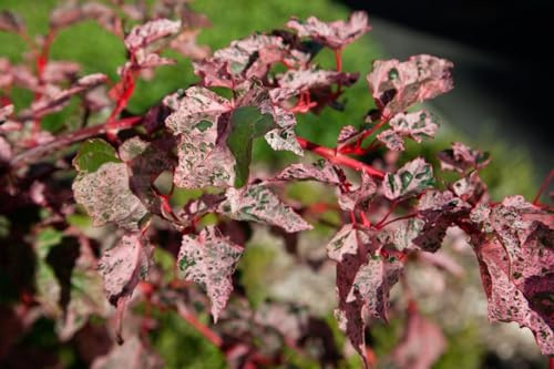 Schlangenhaut-Ahorn Acer conspicuum Red Flamingo 100-125 cm winterhart