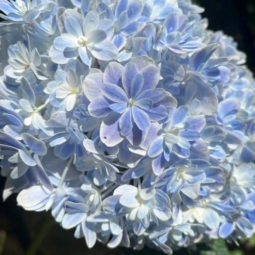 semillas de hortensia - exterior perennes resistentes balcón 85pcs
