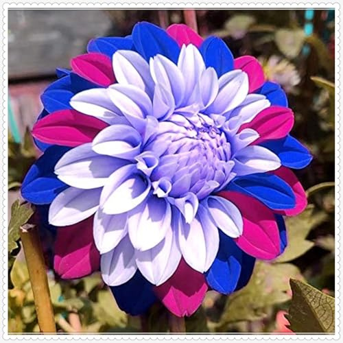 Decorativo/tubérculos de Dalia perennes,excelente adorno,Gracia/Comprar tubérculos de Dalia/Resistentes,Regalo Sorpresa.-2unidad-E