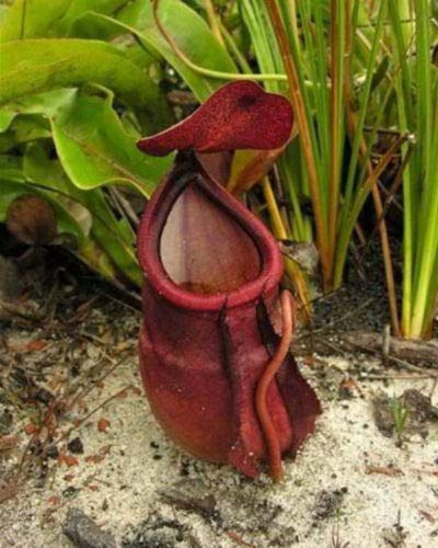 5 semi di NEPENTHES ROWANAE semi di pianta carnivora