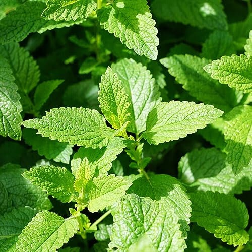 Buy4seeds Lemon Balm - 1000 Seeds - Melissa officinalis - Herb Garden